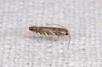 Macrosaccus robiniella