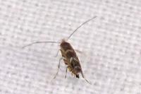Macrosaccus robiniella