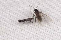 Parectopa ononidis