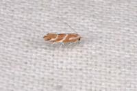 Phyllonorycter millierella