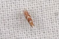 Phyllonorycter millierella