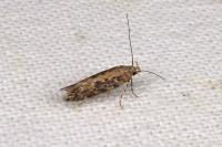 Scrobipalpa
