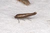 Scythris