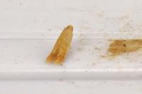 Tischeria