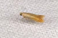 Tischeria
