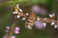 Olethreutes schulziana