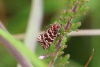 Olethreutes schulziana