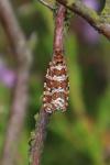 Olethreutes schulziana