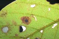 Bucculatrix frangutella