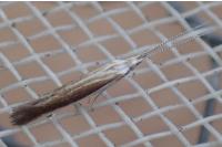 Coleophora saturatella