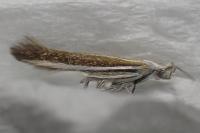 Coleophora saturatella