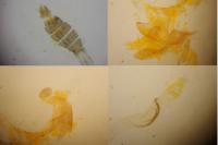 Coleophora saturatella