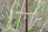Oxyptilus