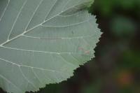 Phyllonorycter coryli