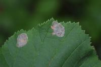 Phyllonorycter coryli
