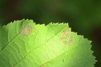 Phyllonorycter coryli