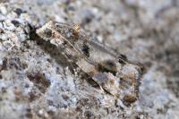 Lobesia botrana