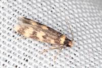 Oegoconia