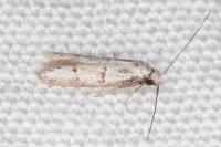 Symmocoides oxybiella