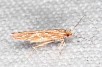 Pyroderces argyrogrammos