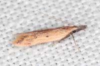 Dichomeris acuminata