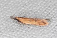 Dichomeris acuminata