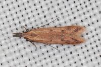 Dichomeris acuminata