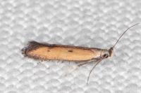Mesophleps trinotella