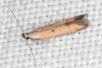 Mesophleps trinotella
