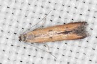 Mesophleps trinotella