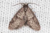 Penestoglossa dardoinella