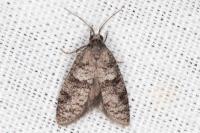 Penestoglossa dardoinella
