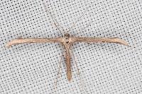 Emmelina monodactyla