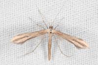 Emmelina monodactyla