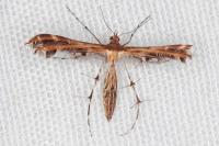 Oxyptilus