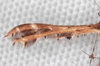 Oxyptilus