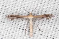 Stangeia siceliota