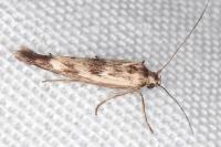 Scythris limbella