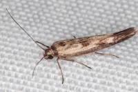 Scythris limbella