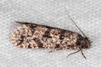 Morophaga morella