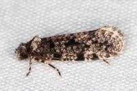 Morophaga morella
