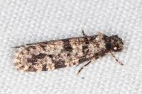 Morophaga morella