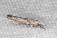 Paradoxus osyridellus