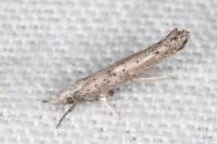 Paradoxus osyridellus
