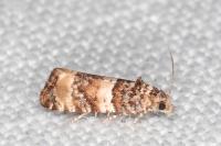 Lobesia bicinctana