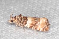 Lobesia bicinctana