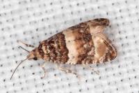 Lobesia bicinctana