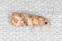 Lobesia botrana