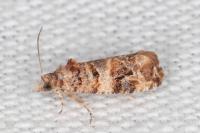 Lobesia botrana