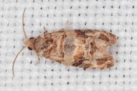 Lobesia botrana